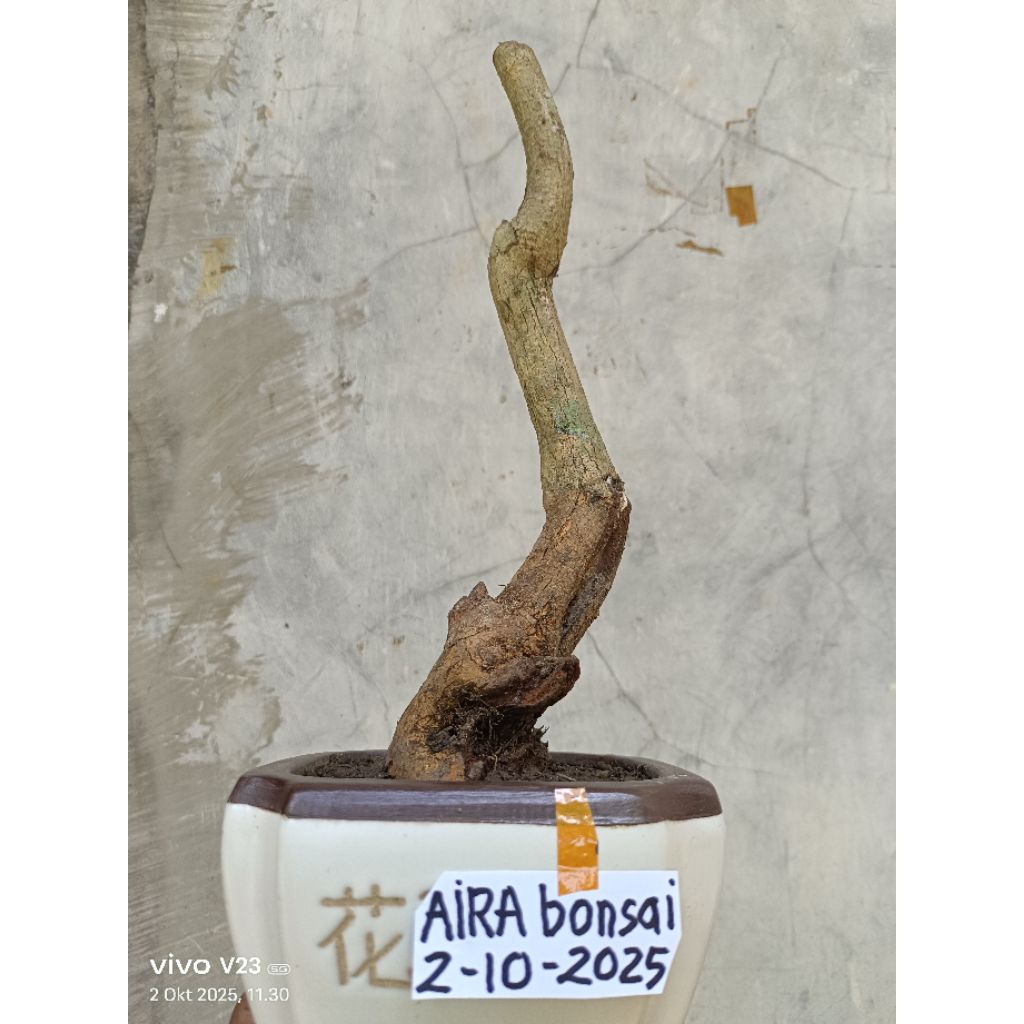 bahan bonsai sisir/kaliage dongkelan