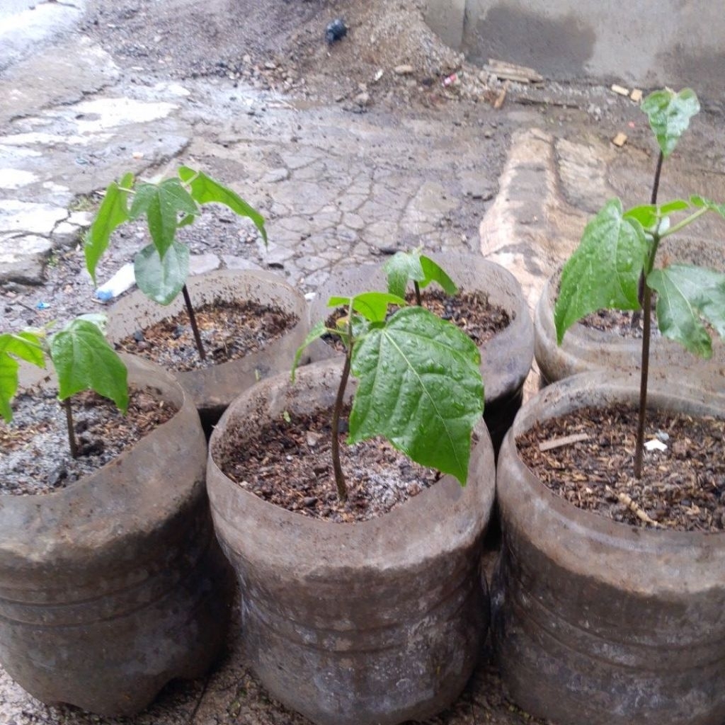 Bibit Muncang Jayanti Jawa NU