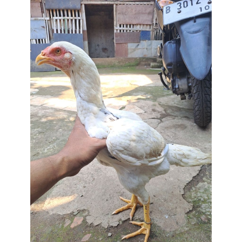 ayam betina plucker