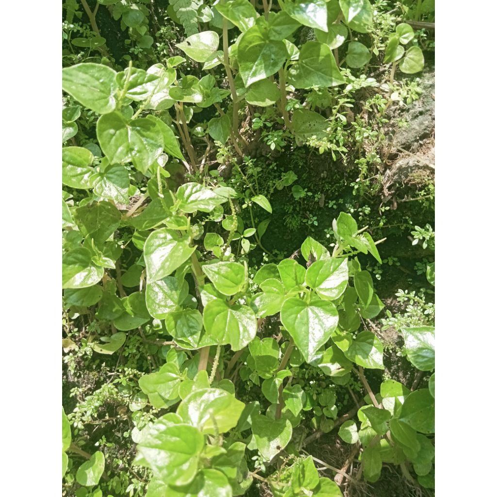 daun sirih cina segar/sirih cina