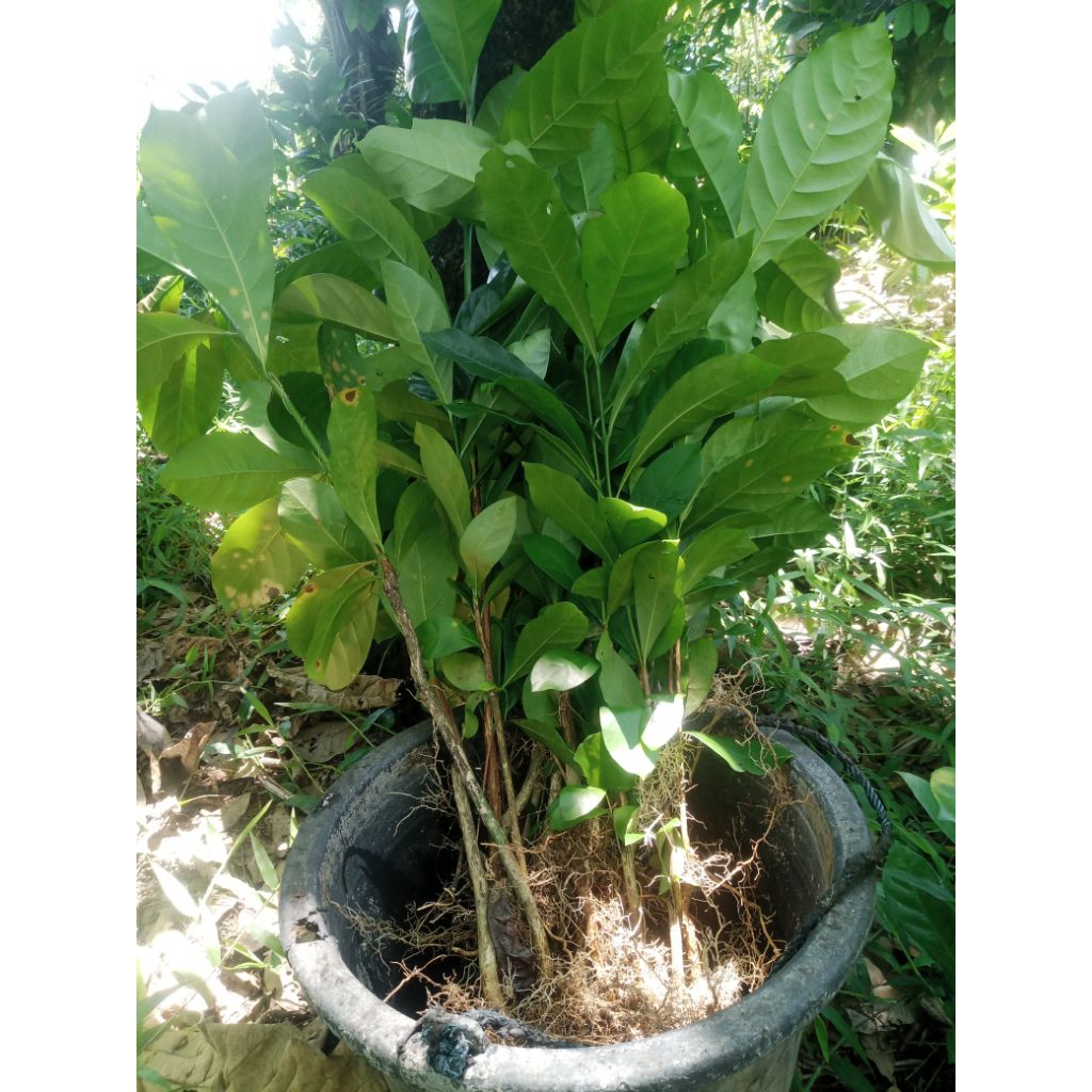 bibit kopi robusta&liberika/robinson cabutan