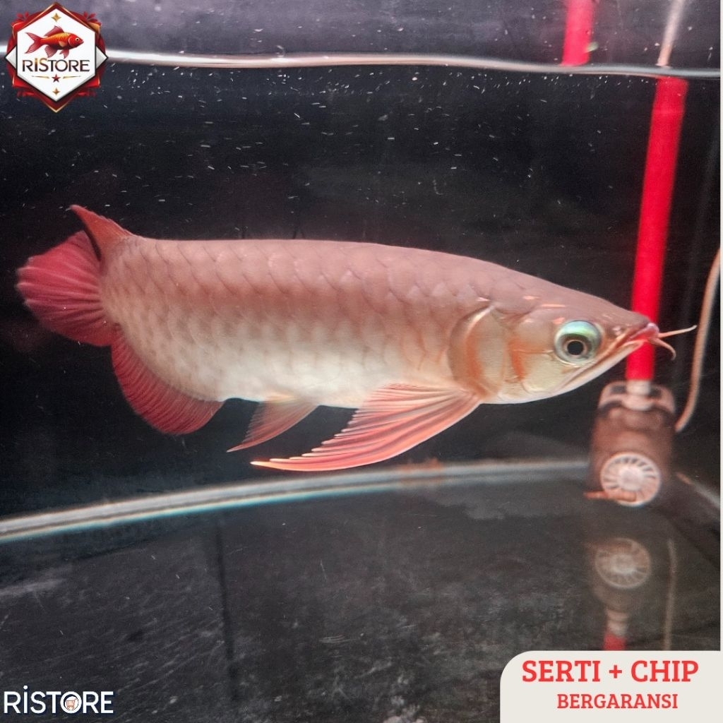 Promo Arwana Super Red Special Quality | Size 28cm up | Bersertifikat & Chip