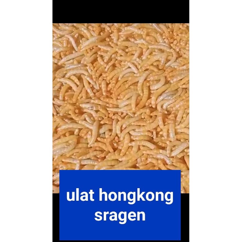 ulat hongkong 1 kg