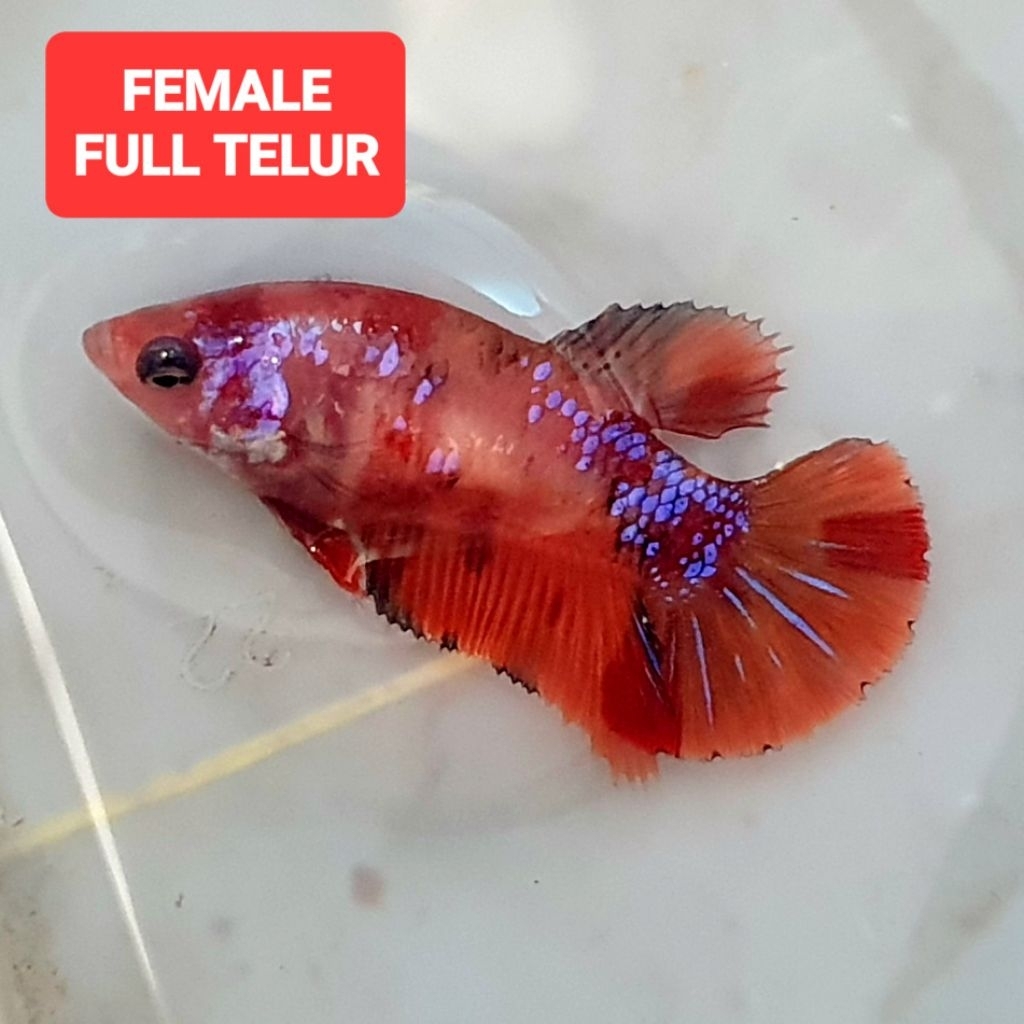 hmpk nemo tiger pimel realpict