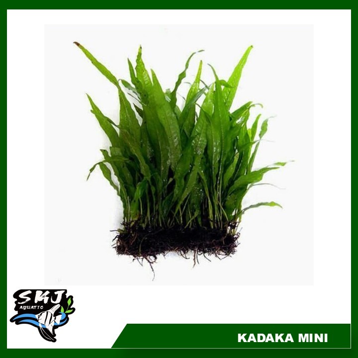 KADAKA MINI - Tanaman Air Aquarium Aquascape