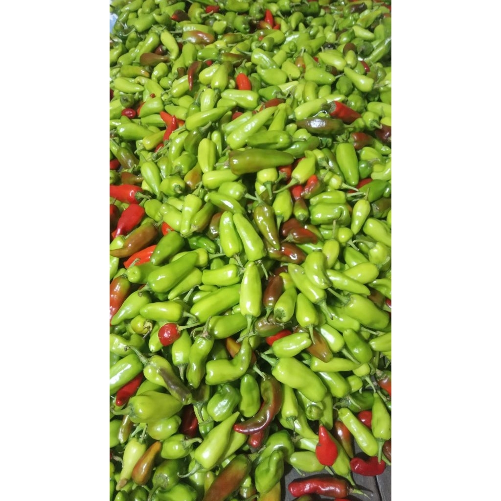 Cabe sayur hijau besar fresh kalimantan