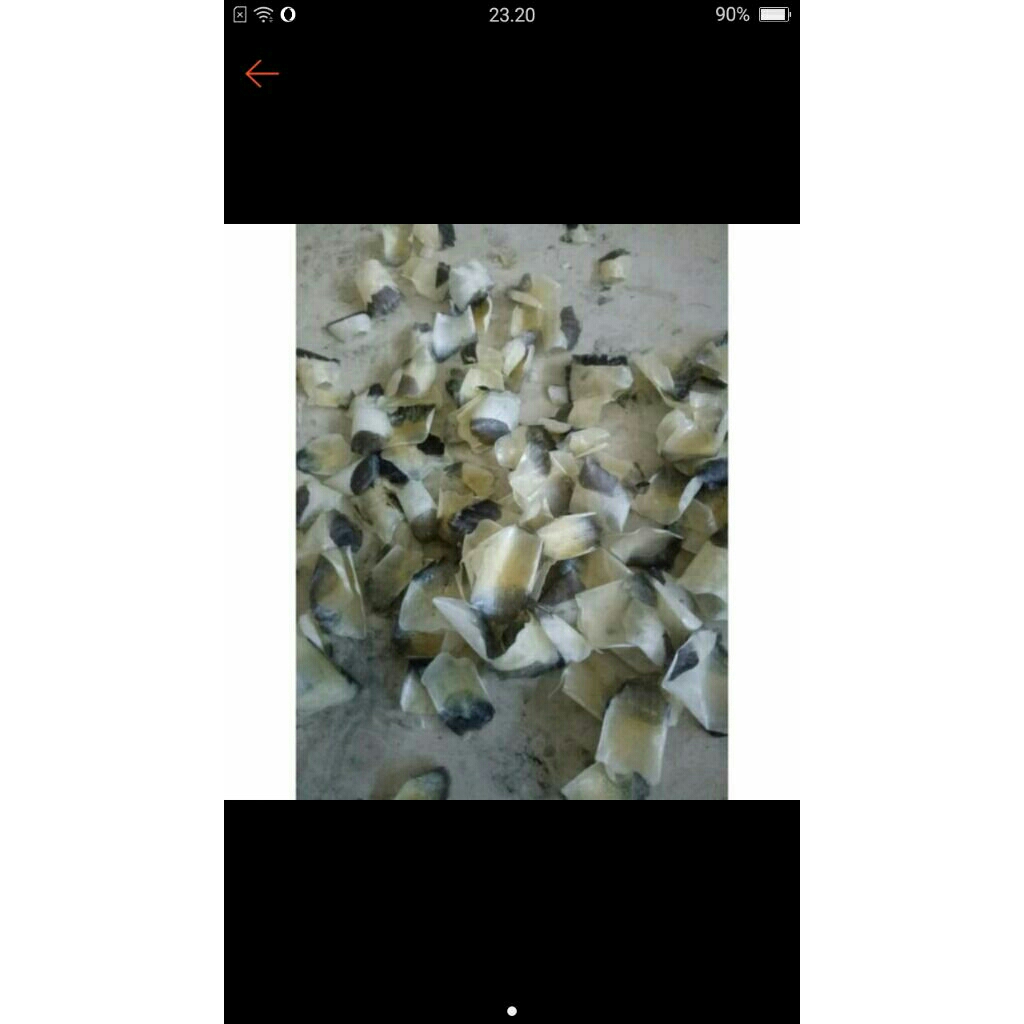 SISIK IKAN NAPOLION KAKAP DAN KRISI UKURAN BESAR SIZE BESAR BESAR