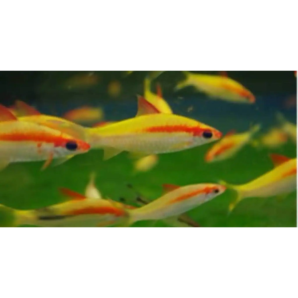 Mainan Pontius Denisoni Golden 6-7 cm ikan hias aquascape