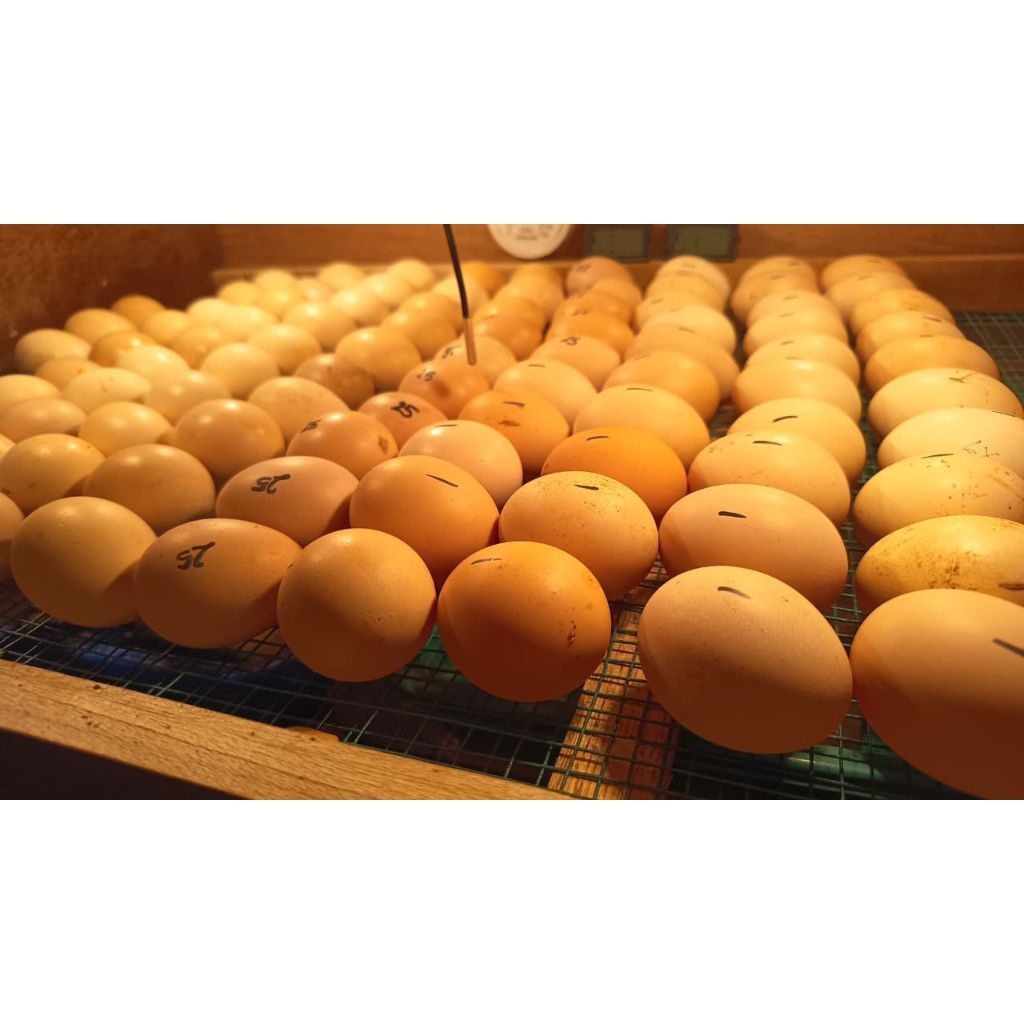 telur tetas ayam joper