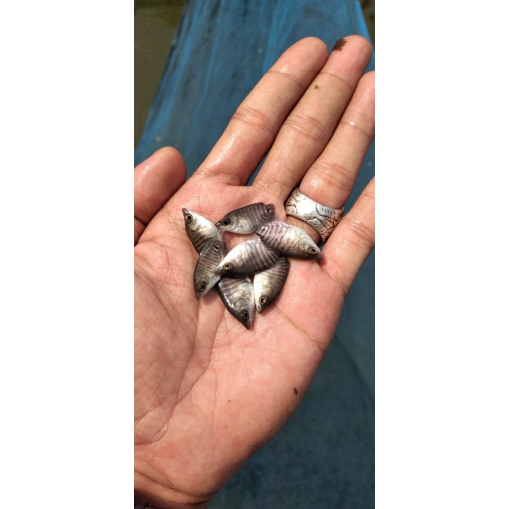 Bibit ikan Gurame soang