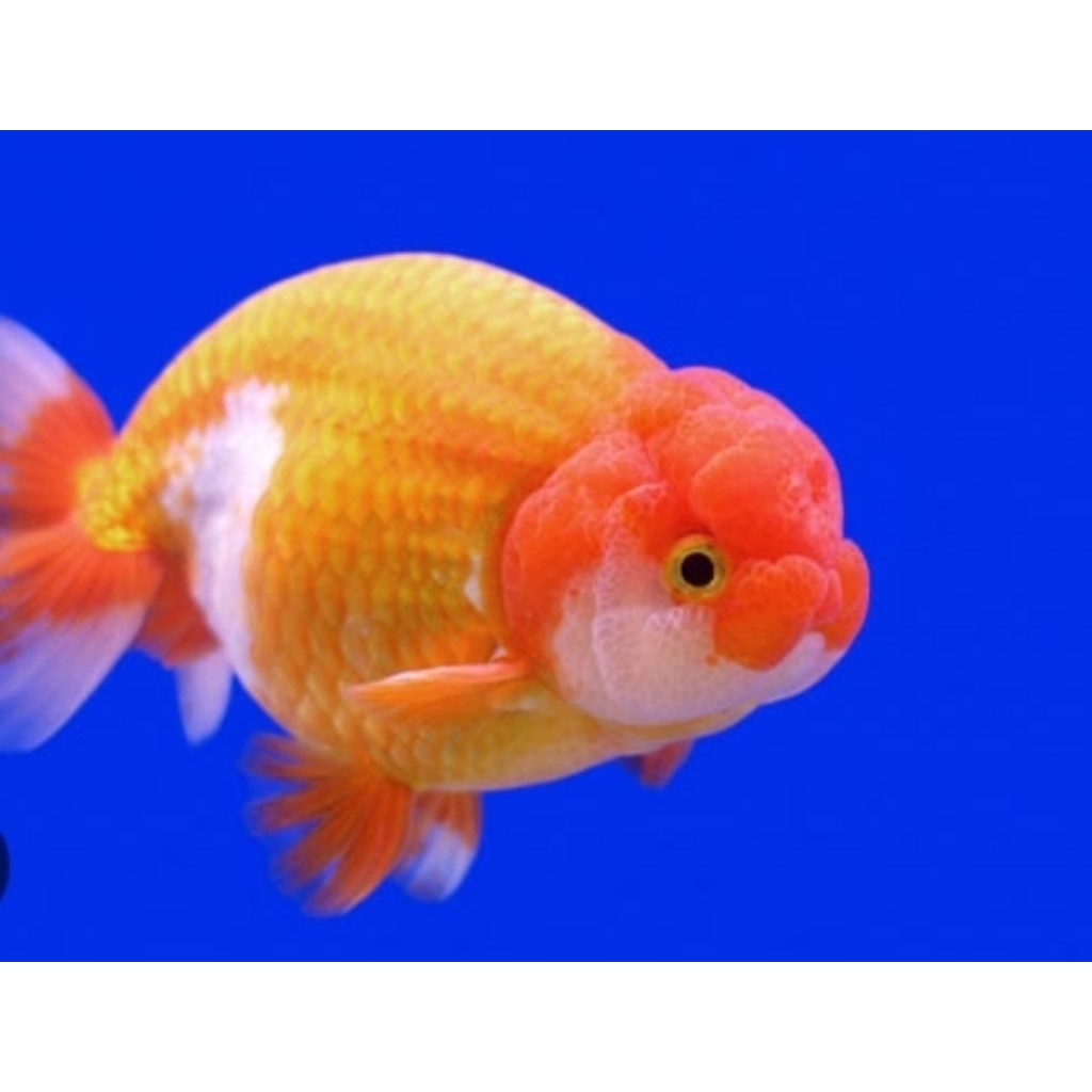 Ikan Hias Mas Koki Ranchu Red Ukuran Jumbo Ranchu Goldfish Hiasan Aquarium |Ikan Hias Bozz Louhan|
