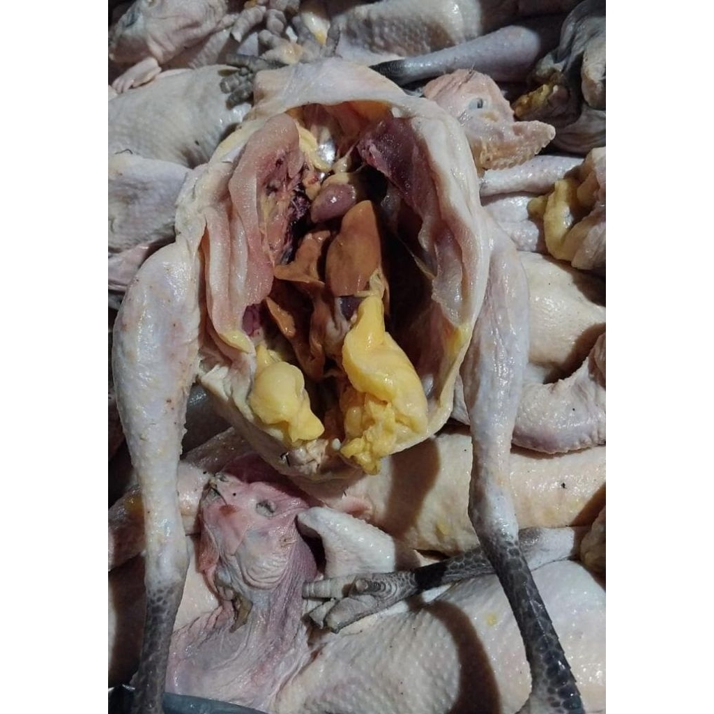 Ayam kampung uk 1,1--1,2 kg +jeroan nyh