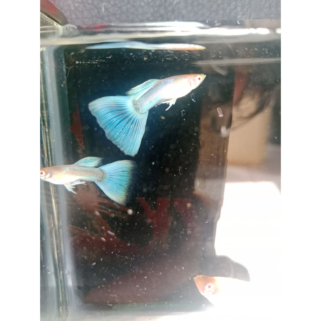 Parfum albino blue Sky