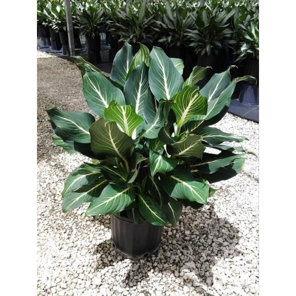 4 Paket Tanaman Hias Diven Lukisan Cinta Diven Tisu Diven Sterling Diven Sipon Murah Tanaman Hias Di