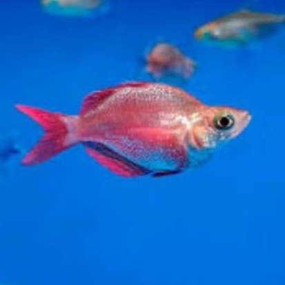 Ikan rainbow red balon paket 5 ekor