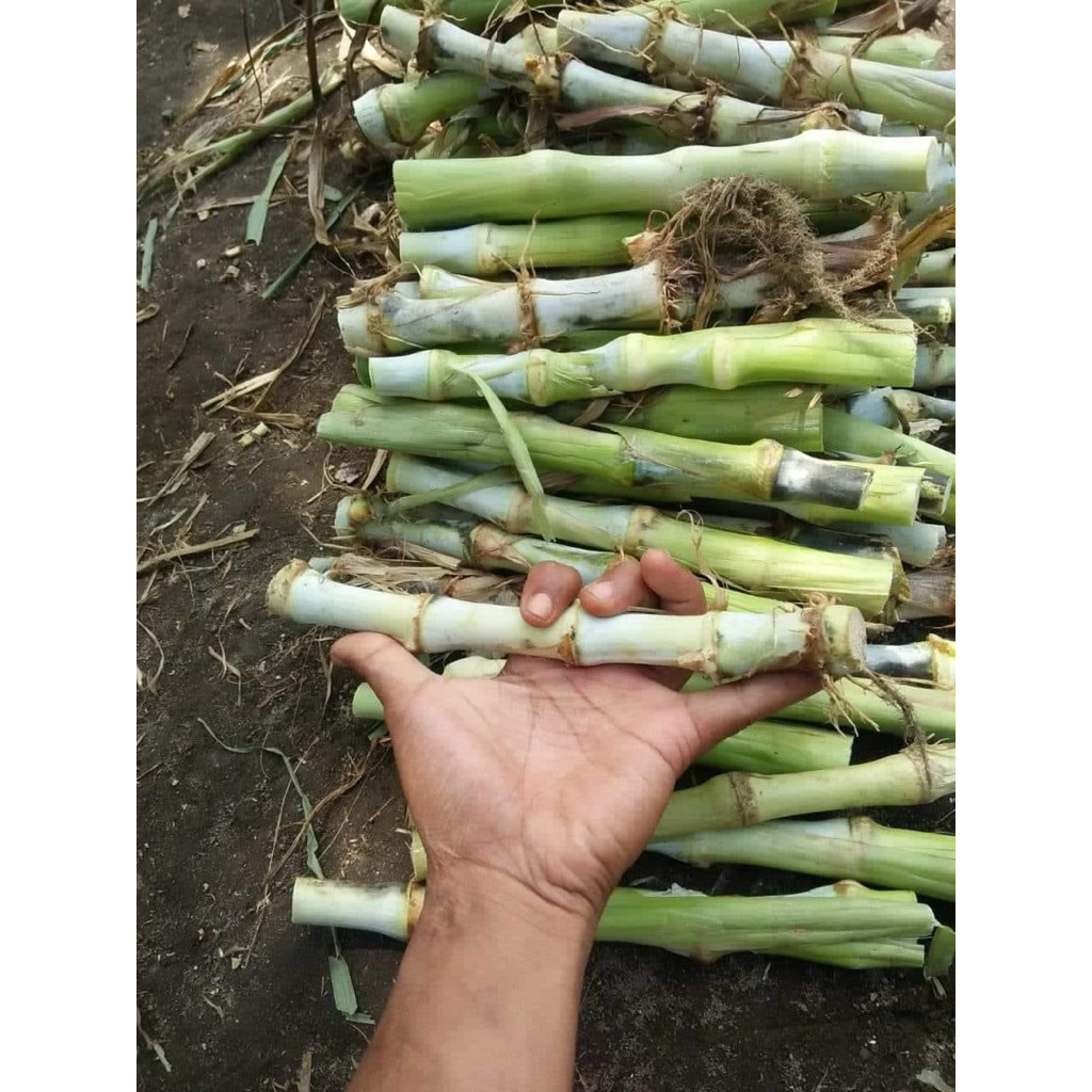 bibit rumput odot super