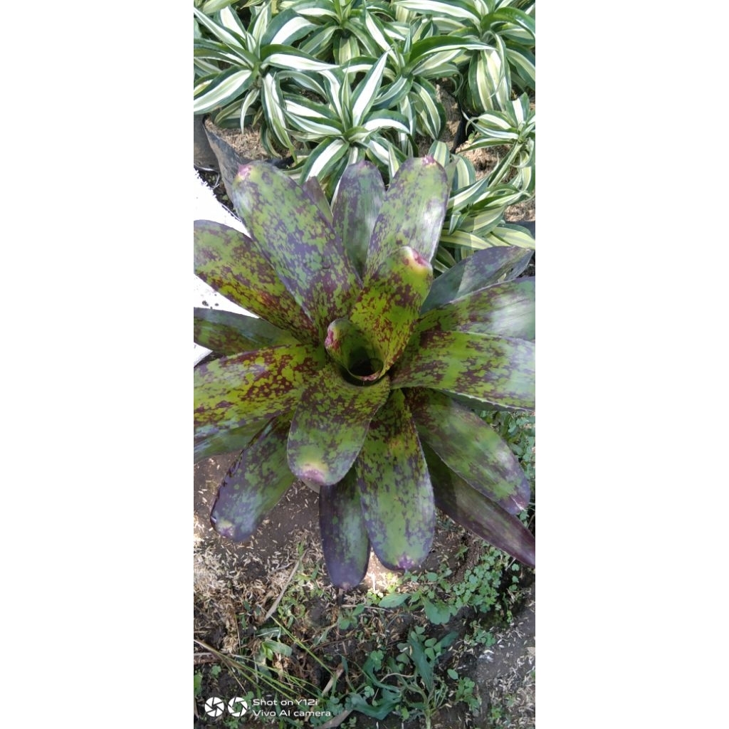 Bromelia black princess Tanaman hias bromelia