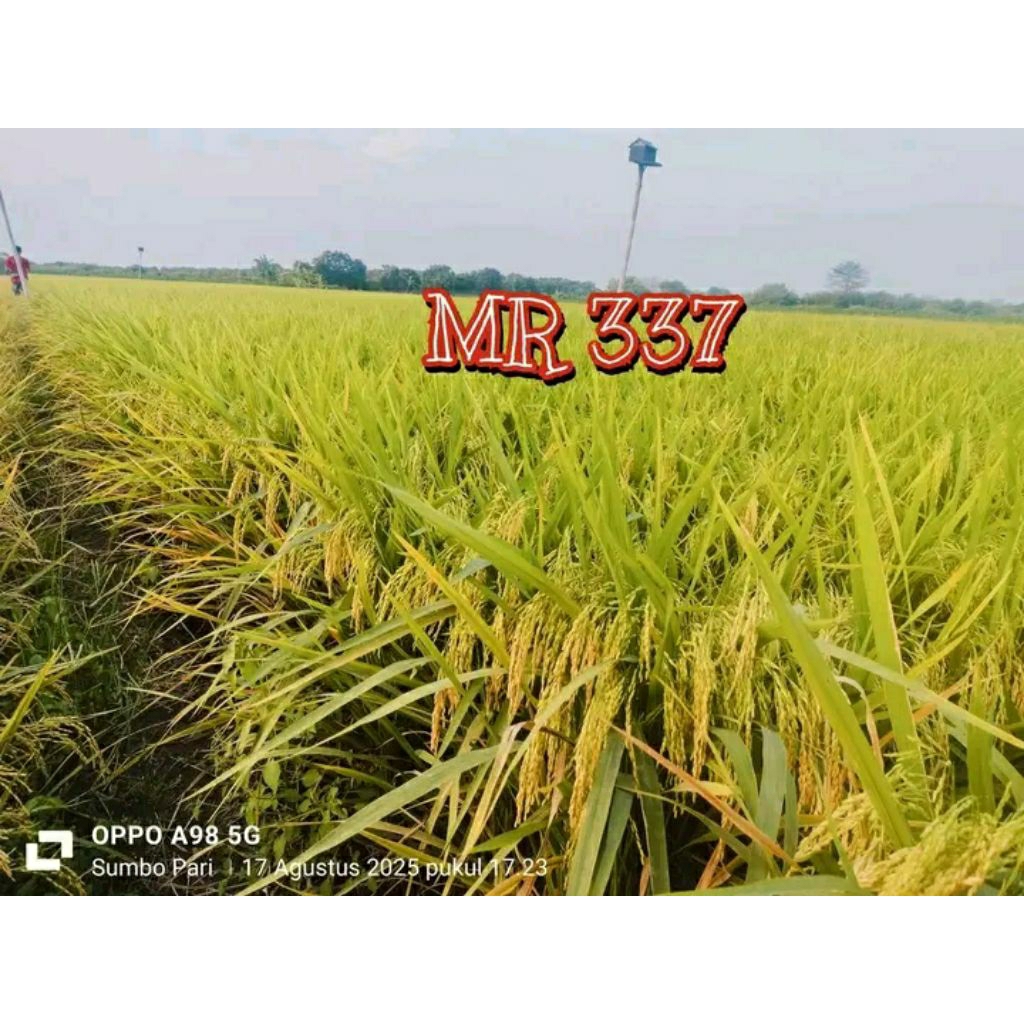 BENIH PADI MR 337 ORIGINAL 5KG