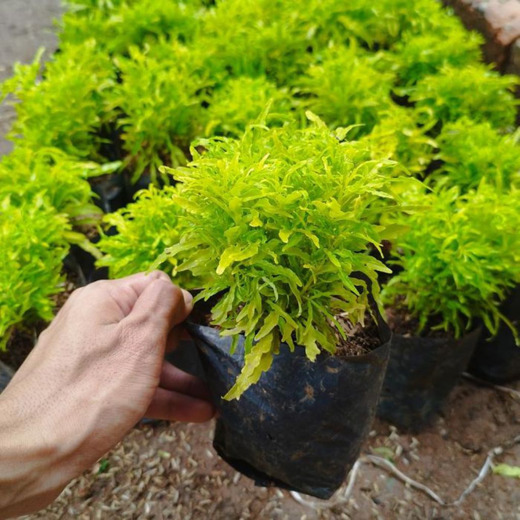 pohon hiasan bibit brokoli cantik untuk depan rumah dan tanaman sekeliling