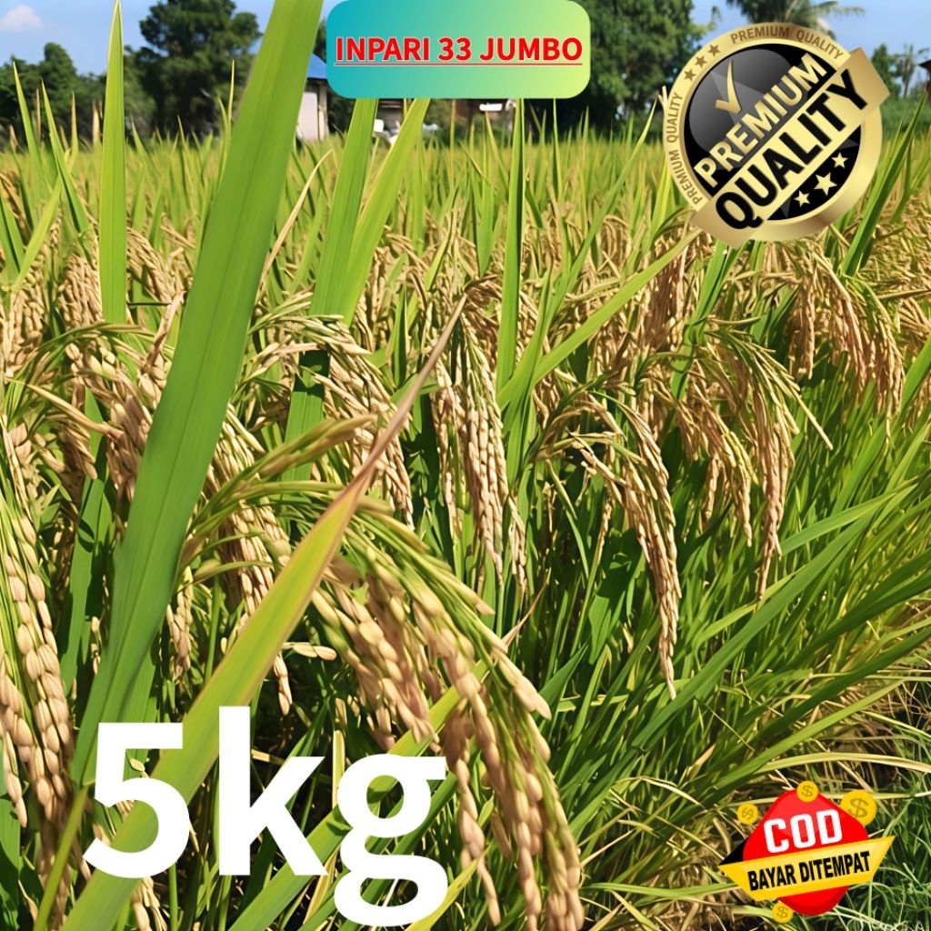 BENIH BIBIT PADI INPARI 33 JUMBO SUPER UNGGUL KEMASAN 5KG