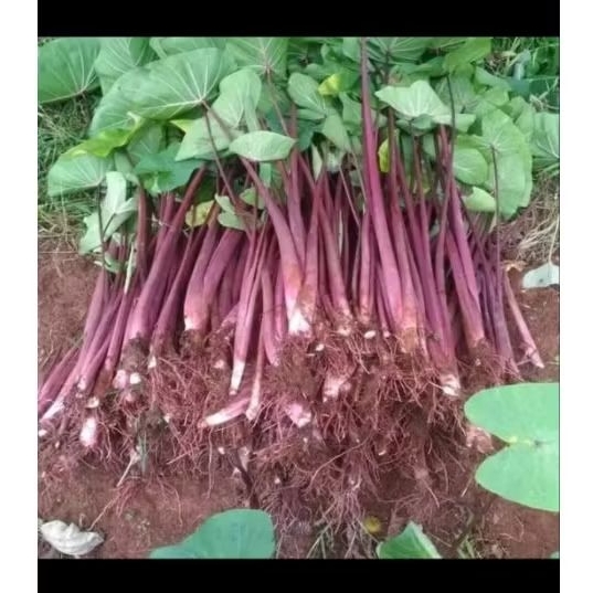 Tanaman Talas Bogor Bibit Pohon Talas Ungu 5 batang