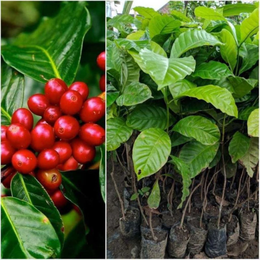 bibit benih rabutan kopi robusta