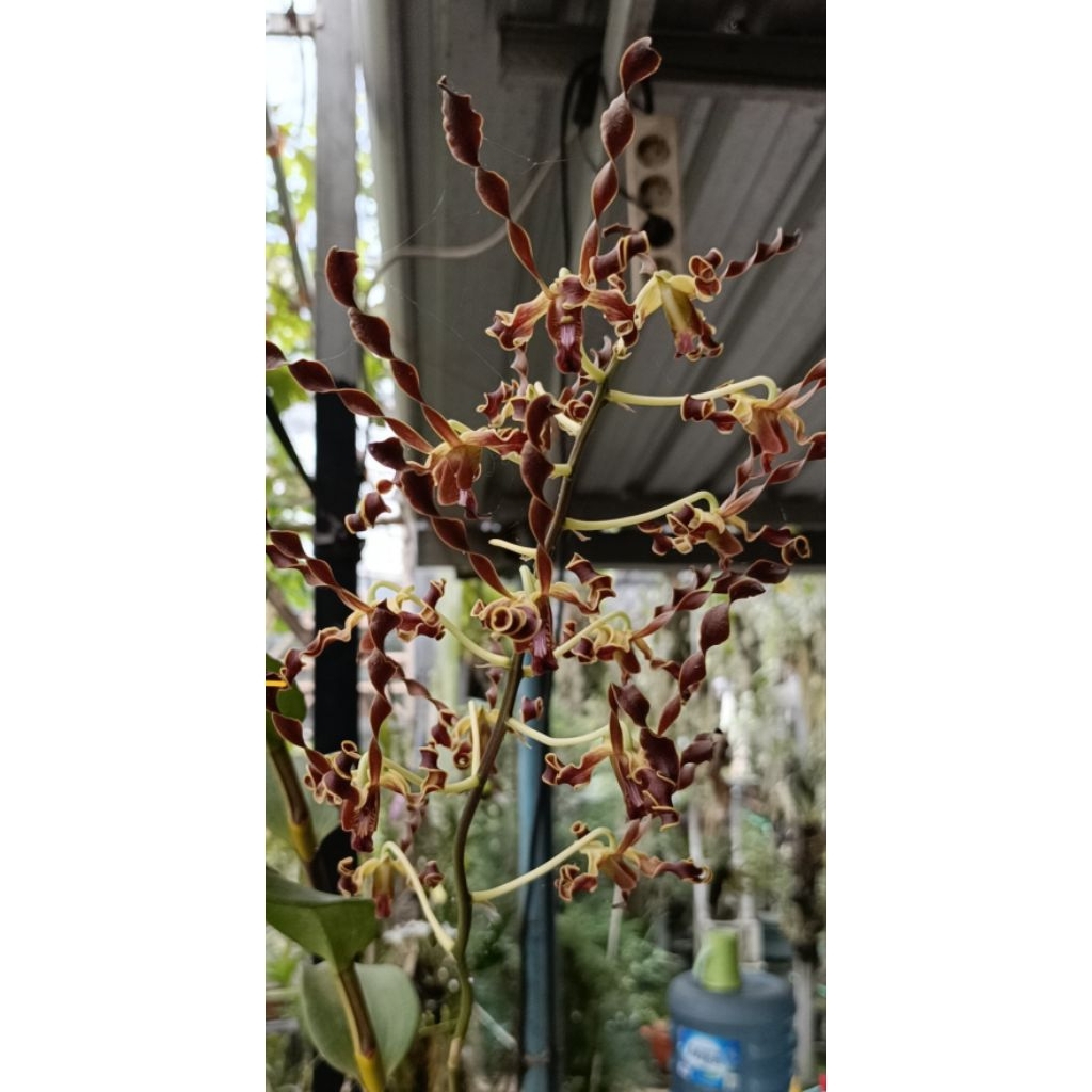 Dendrobium Yuwono Mega K kondisi sedang mekar, tinggi 2 meter