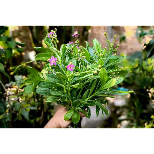 Daun Ginseng Jawa / Obat Herbal Daun Ginseng Jawa Segar