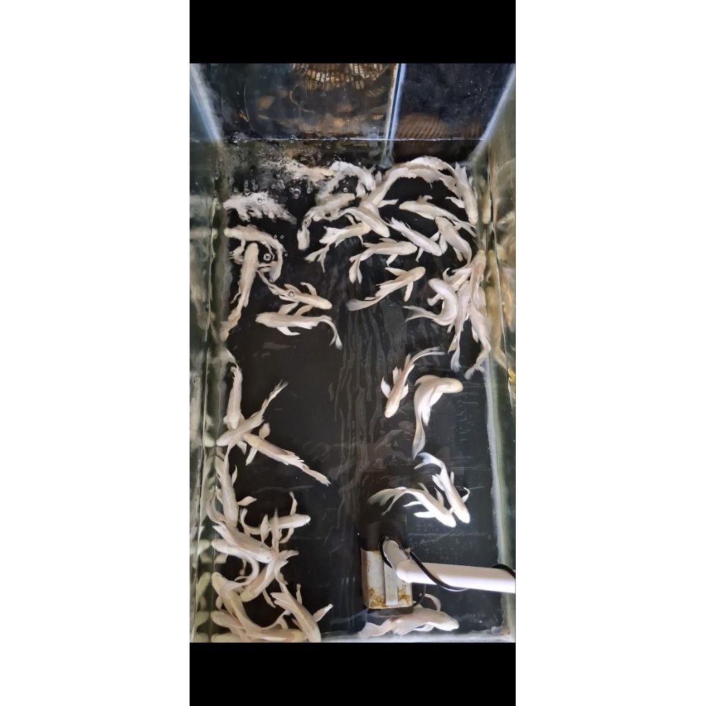 Ikan Koi Slayer ukuran 16-20 cm 1 ekor