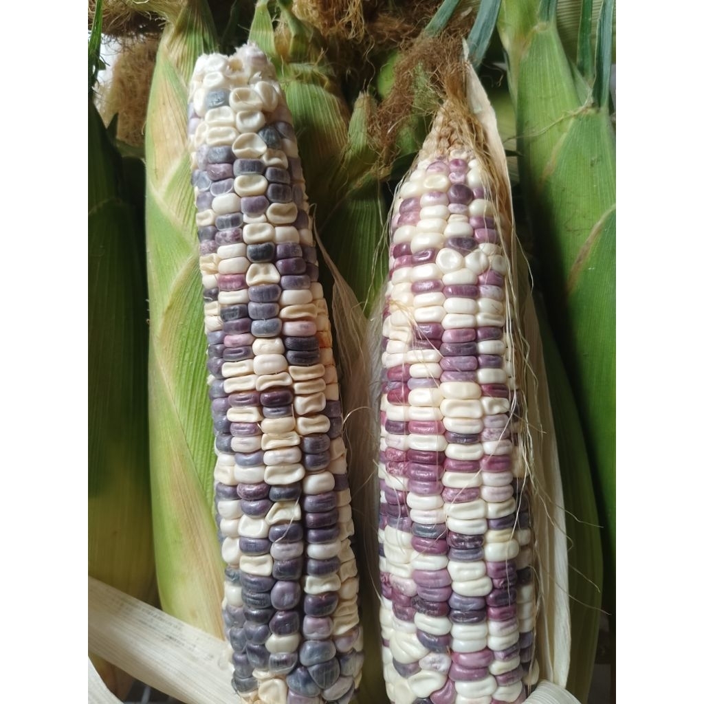Jagung Ketan Putih Ungu