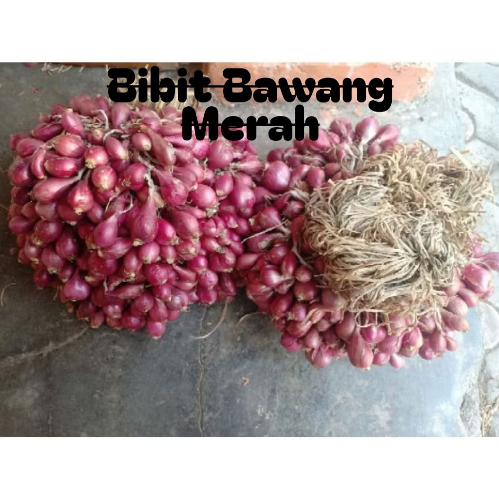 Bibit Bawang Merah Garut 1Kg