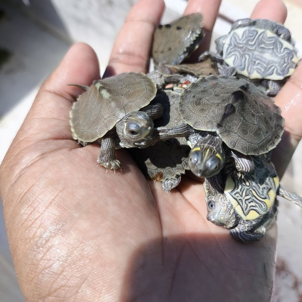 Misisipi Map Kura-Kura