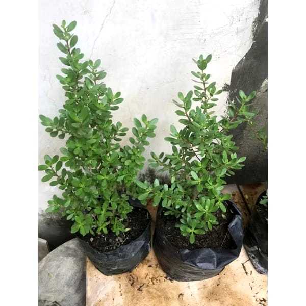 Bahan Bonsai Santigi Mawar Hasil Cangkok Akar fullb