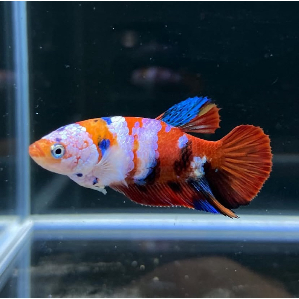 TERMURAH ikan cupang betina multycollor siap ternak, sudah bawa telur, tinggal ternak