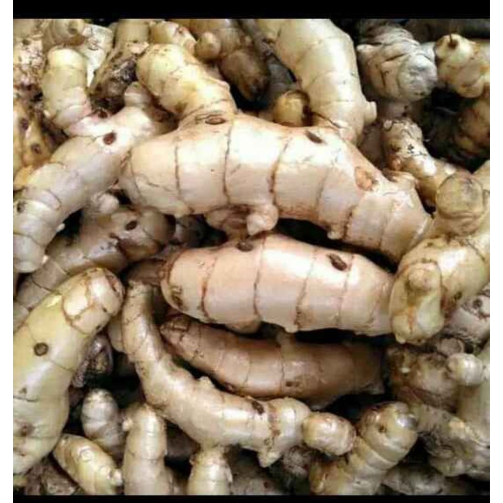 Kunyit putih /kunyit kunir  putih /temu putih  segar asli