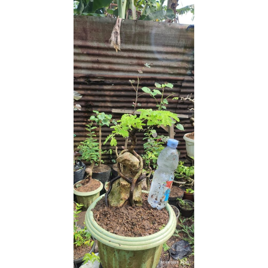 bonsai asem jawa on the rock