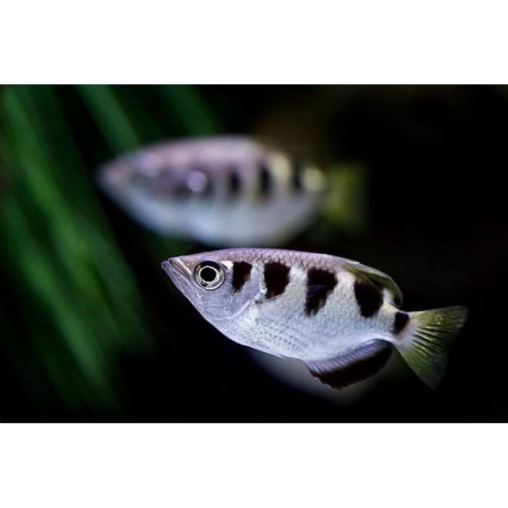 ikan archer sudah full air tawar