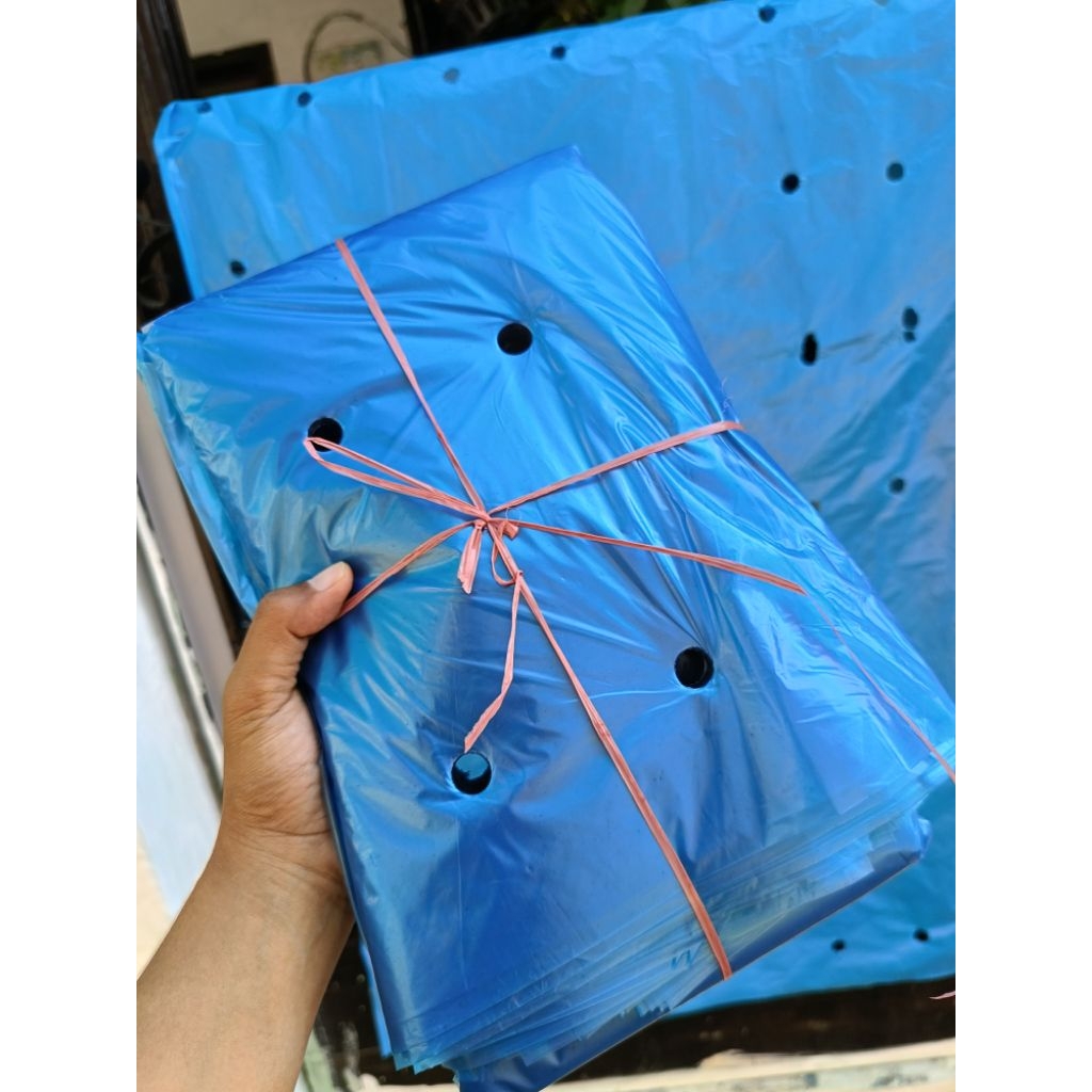 PREMIUM BRONGSONG PISANG CAVENDISH Mulai 25rb Partai Besar