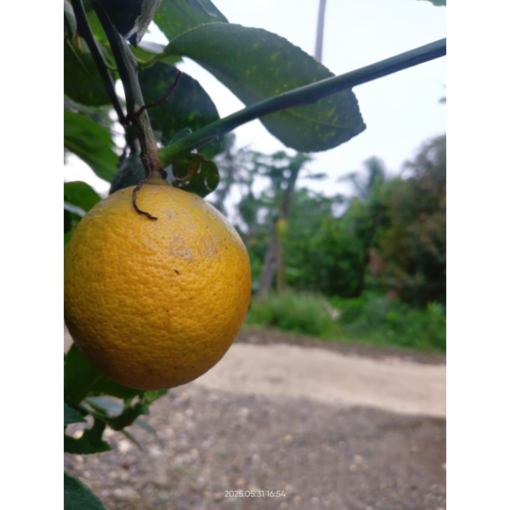 Lemon California F1 afkir pilihan