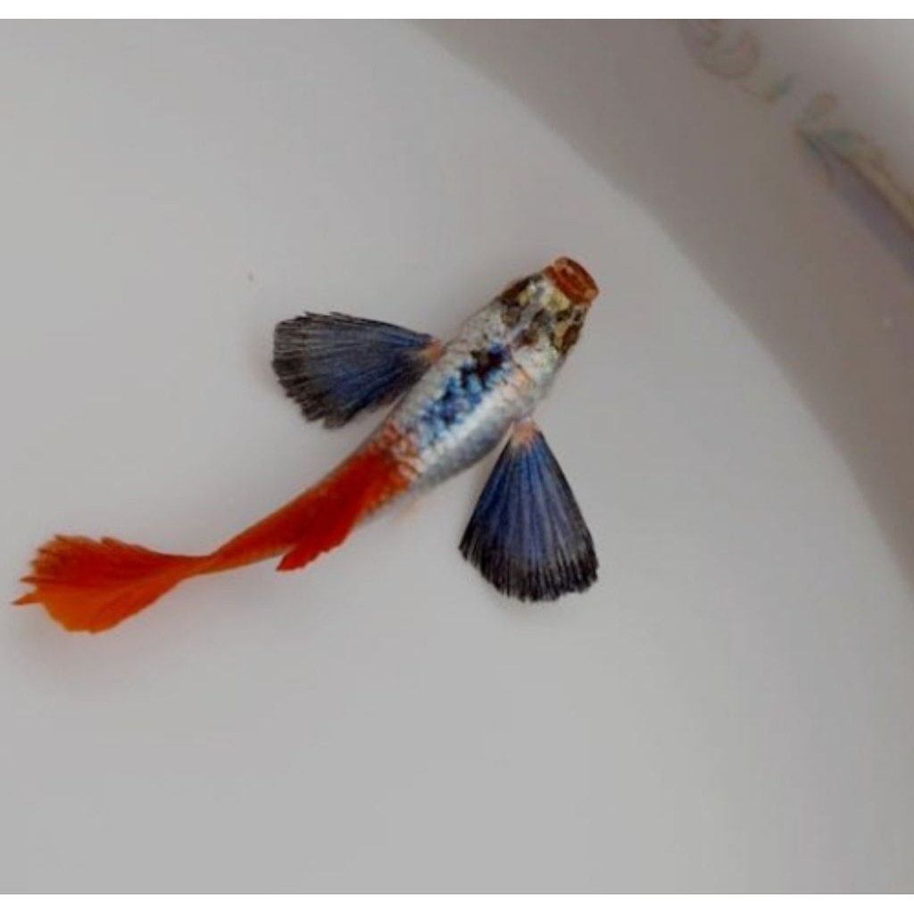 Guppy PRTDE (Platinum Red Tail Dumbo Ear)