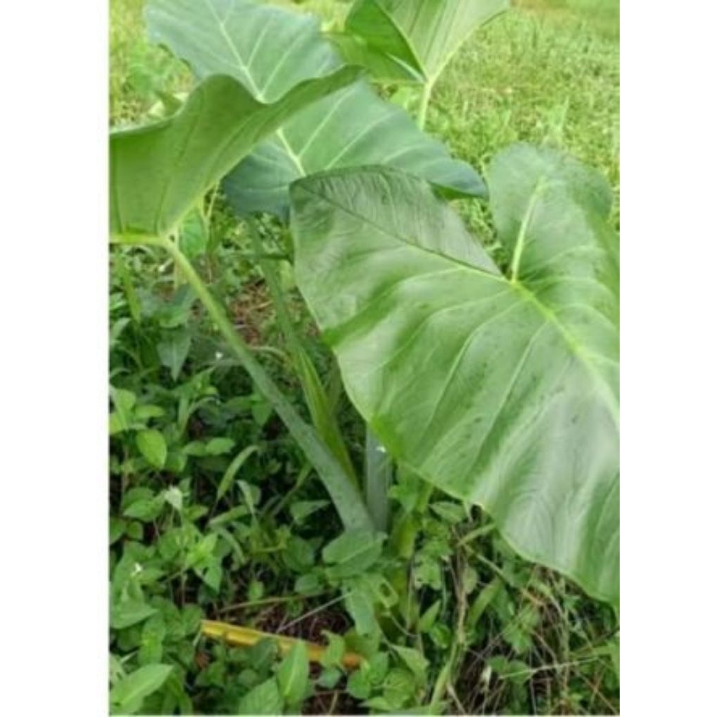 BIBIT TALAS BELITUNG  10 PCS SIAP TANAM TALAS MBOTE SUPER