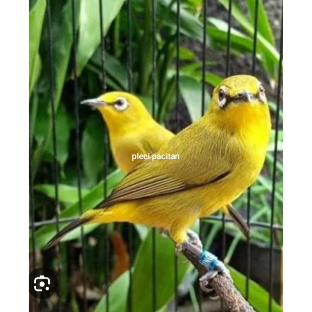 pleci dakun pacitan pilihan jantan/riwik-kan