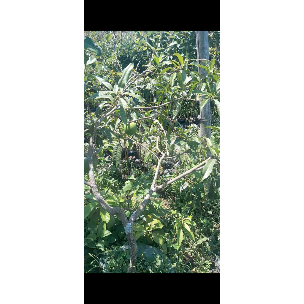 ready bibit abiu berbuah