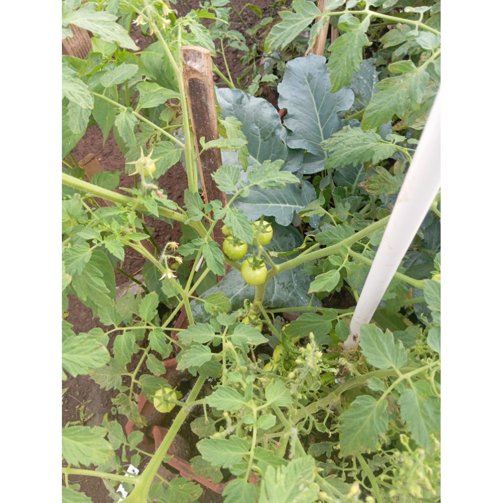 biji tomat 15 grain isi 250 biji