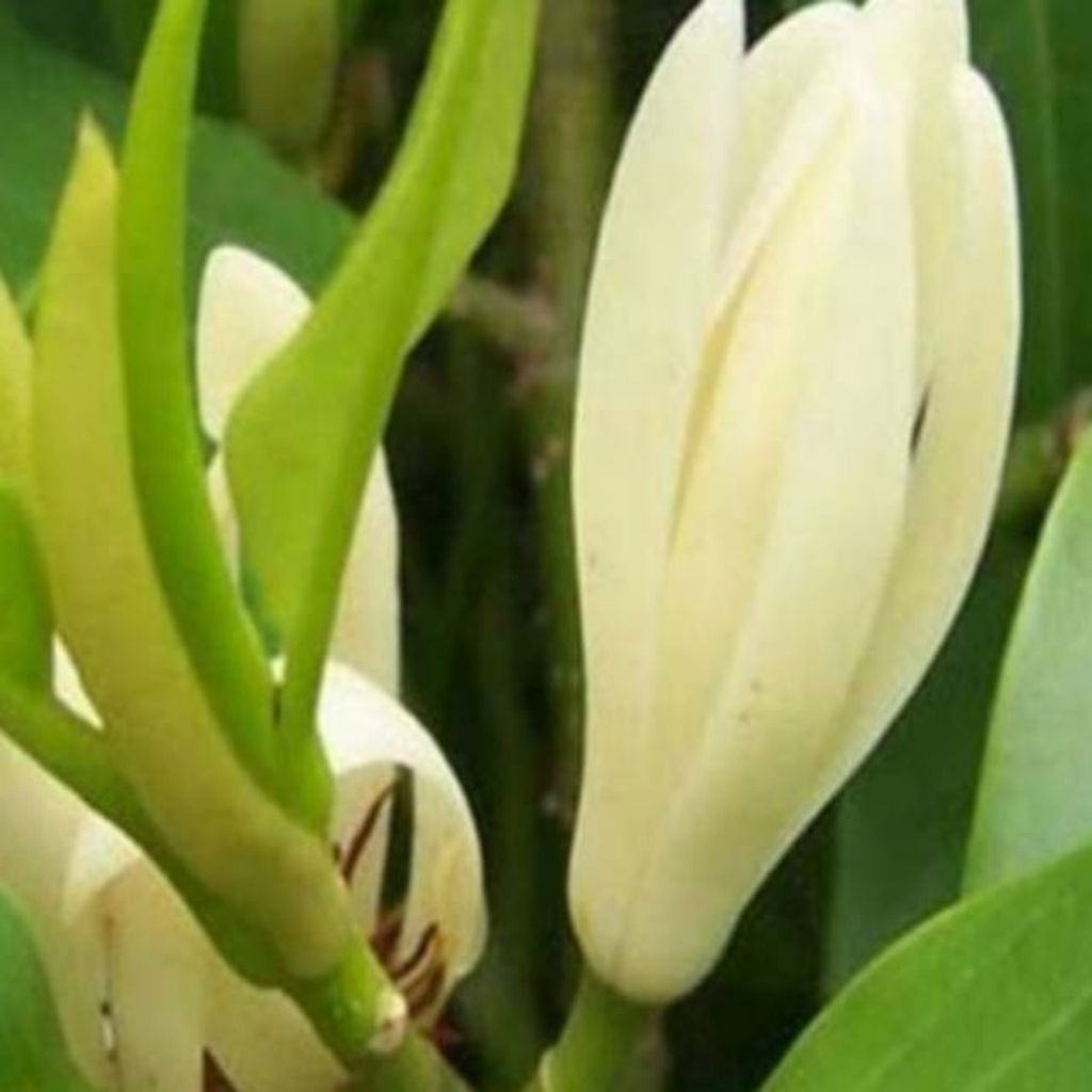 Bibit Tanaman Kembang Gading Putih/Kantil Putih 100% Asli Olkulasi Tempel Cepat Berbunga