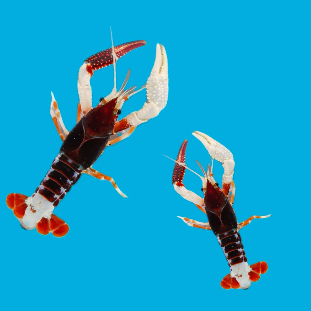 UDANG HIAS  GHOST AIR TAWAR