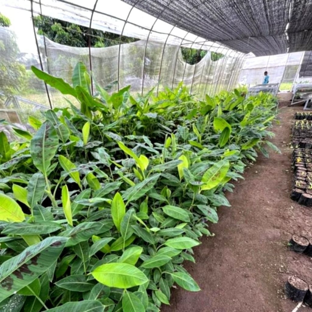 MURAH Bibit Pohon Pisang Ambon Lumut Manis Terlaris