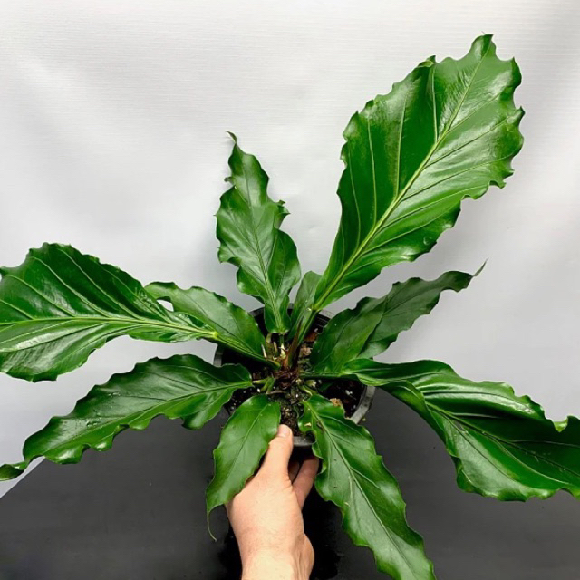 (BISA COD) Tanaman hias Anthurium gelombang cinta Dewasa & bibit / Anthurium gelombang cinta / Tanam