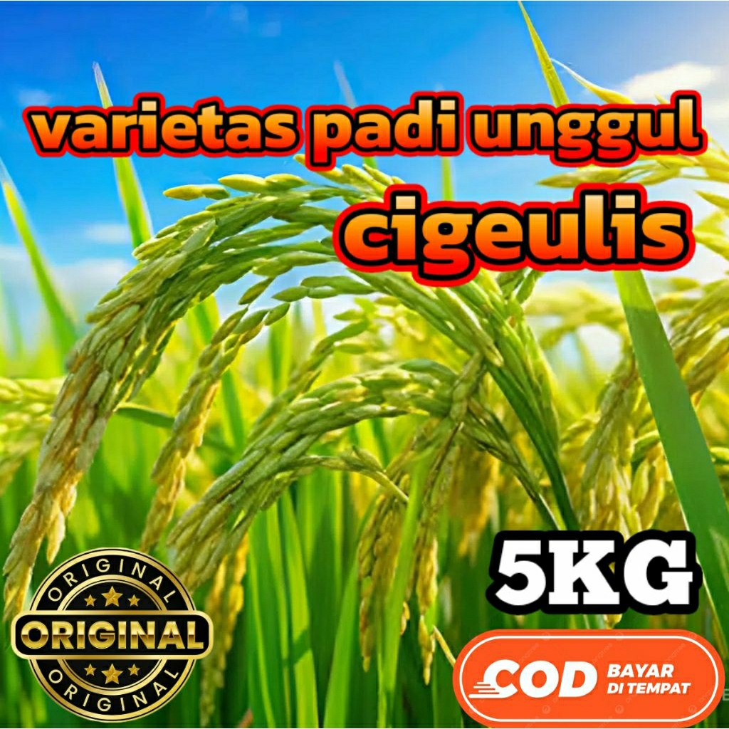 BENIH BIBIT PADI (CIGEULIS) KEMASAN 5KG ORIGINAL