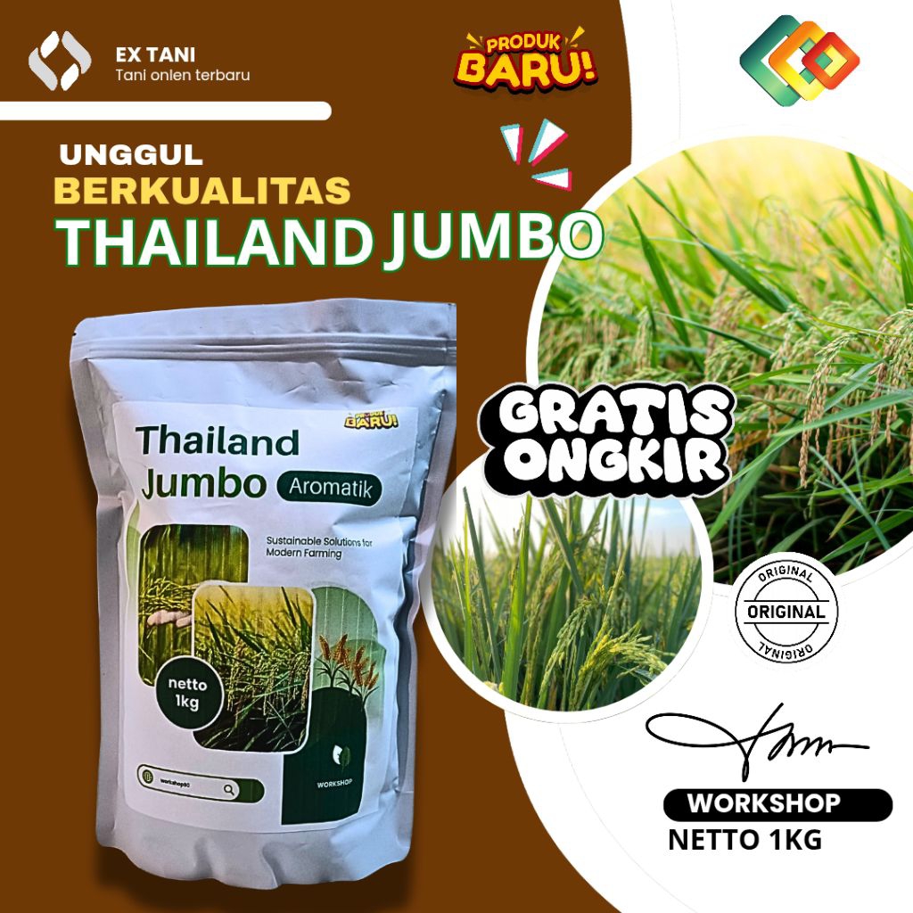padi unggul Thailand jumbo asli berkualitas